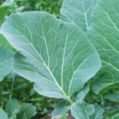 Yerli Ata Tohumu Karadeniz Lahanası 100 Adet thumbnail 1