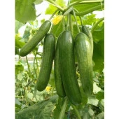 Yerli Ata Tohumu Çengelköy Salatalık 25 Adet - 1