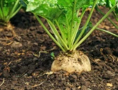 Hobi Tohumu Şeker Pancarı 50 Adet thumbnail 1