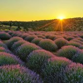 4 Demet Doğal lavanta demeti - 2