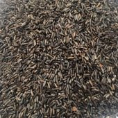 Nijer Tohumu Kuşlar İçin Nijer Tohum Yemi Kızıştırıcı Yem 500 Gram - 1