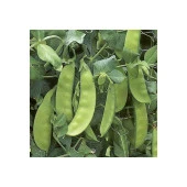 Yerli Ata Tohumu Yaprak Bezelye 25 Gr thumbnail 1