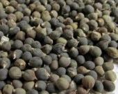 Yerli Ata Tohumu Sultani Bamya 10 Adet thumbnail 2