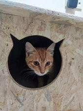 Dış Mekan Kedi evi Kedi kulübesi Barınak Yuva Sudan Etkilenmez - 6