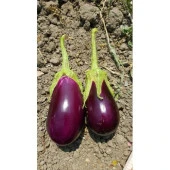 Yerli Ata Tohumu Adana Dolmalık Patlıcan 50 Adet thumbnail 1