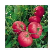 Yerli Ata Tohumu Pembe Domates 50 Adet thumbnail 2