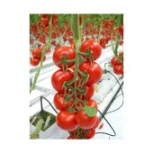 Yerli Ata Tohumu Chery Domates 50 Adet thumbnail 1