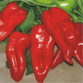 Yerli Ata Tohumu Kapya Biber 100 Adet thumbnail 1