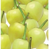 Yerli Ata Tohumu Misket Biber 50 Adet thumbnail 1