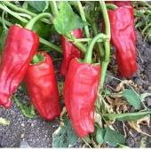 Yerli Ata Tohumu Acı Urfa Biberi 50 Adet thumbnail 1