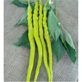 Yerli Ata Tohumu Sarı Sivri Çorbacı  Biber 50 Adet thumbnail 1