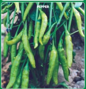 Yerli Ata Tohumu Süs Biberi Aşağıbakan 50 Adet thumbnail 1