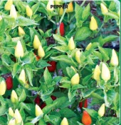 Yerli Ata Tohumu Konik Biber 50 Adet thumbnail 1