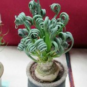 25 ADET LATIFOLIA SPRING GRASS TOHUMU latifolia spring grass - 1