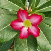 Büyük Boy Arabic Adenium Çöl Gülü Çiçeği Fidanı (Çiçek Açma Yaşında) - 1