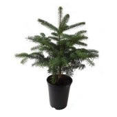 Toros Göknar Köknar Çam Fidanı 4 Yaş 40-60 Cm Abies Cilicica - 1