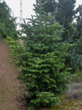 Toros Göknar Köknar Çam Fidanı 4 Yaş 40-60 Cm Abies Cilicica - 2