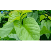 DUT YAPRAĞI 50 GR - 1