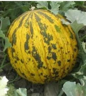 Yerli Ata Tohumu Dalaman Kavun 10 Adet thumbnail 1