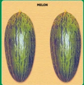 Yerli Ata Tohumu Hıdır Kavun 10 Adet thumbnail 1