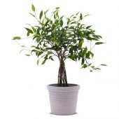 Beyaz Rattan Saksı 12Cm MeridyenDukkan İç çap: 13 cm İç-Dış Mekan Bitki-Çiçek Saksısı - 2