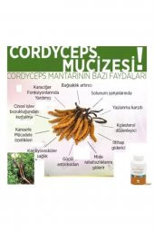 Kordiseps Mantarı Cordyseps Kordysep Cordysep -kordisep - 2