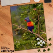 Asil Hobi Gökkuşağı - Lori - Papağan - Renkli Kuş Yapboz -Ayak Destekli Çerçeveli 240 Parça Puzzle - 1