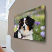 Avustralya Çoban Köpeği - Hayvan - Köpek - Kır - Bahar - Doğa 70x100cm Dekoratif Kanvas Tablo - 1