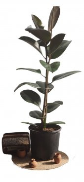 KAUCUK YEŞİL 70 CM - 1