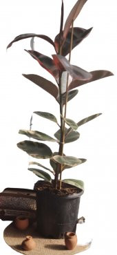 KAUCUK ALACALI 70 CM - 1