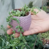 Beton Saksı Hediyeli Tespih Çiçeği Boncuk Sukkulent - 1