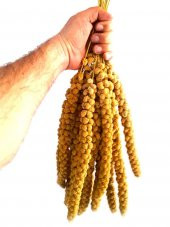 500 Gr.Dal Darı muhabbet Yemi Hint Bülbülü Doğa Yemi.Darı DoğalKuşYemi - 1