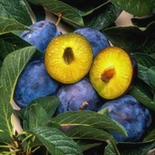 Kurutmalık Sofralık Mürdüm Eriği Fidanı, Tüplü ve Aşılı - 1