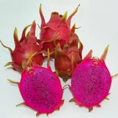 Dark Star Cinsi Ejder Meyvesi Pitaya Fidanı thumbnail 1