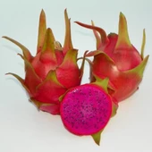 Halleys Commet (Nadir Tür) Pitaya Ejder Meyvesi Fidanı - 1