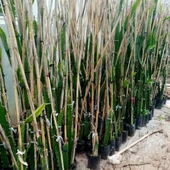 Rixford (Çok Özel Tür) Pitaya Ejder Meyvesi Fidanı - 2