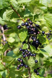 Organik Bitkim Kuş Üzümü 150 gr thumbnail 3