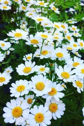 Organik Bitkim Papatya Çiçeği (Beyaz Papatya) 50 gr thumbnail 4