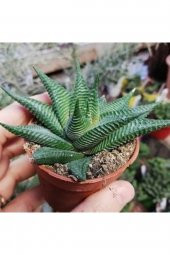 Haworthia Kaktüs Çiçeği 5Cm-15Cm - 1