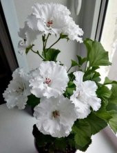Beyaz Yumrulu Begonya Çiçeği 20Cm-40Cm - 1