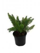 Gelin Teli Çiçeği Asparagus 20Cm-40Cm - 1