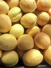 Apricos Iğdır Şalak Kayısı Fidanı 5 Yaş 150 Cm 200 Cm - 1