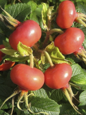 Rosa Rugosa Hollanda Kuşburnu Fidanı 40-60Cm - 1