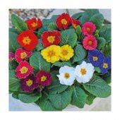 Çuha Çiçeği Fidesi 10 Adet 5Cm-15Cm - 1