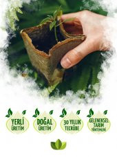 Uzun Azman Muz Fidanı 40 Cm 60 Cm thumbnail 3