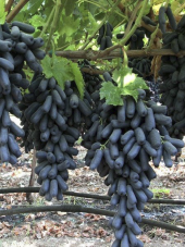 Cadı Parmağı Aşılı Üzüm - 1