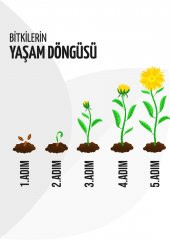 Tavşan Memesi Bitkisi Ruscus 20Cm-40Cm - 5