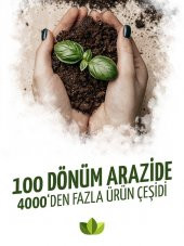 Erzurum Tortum Dut Fidanı 5 Yaş 150 Cm 200 Cm - 4