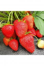 Fern Çilek Fidesi 30 adet - 1
