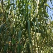Kargı Kamışı 150Cm 7 Adet - 1